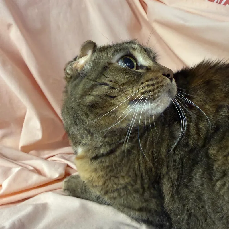 Scrunchy Tigger thumbnail 4