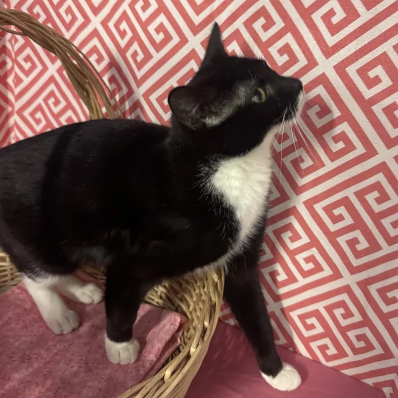 Star Phoenix thumbnail 2