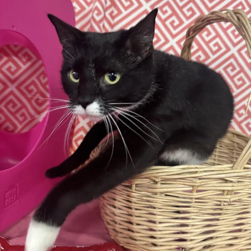 Star Phoenix thumbnail 5