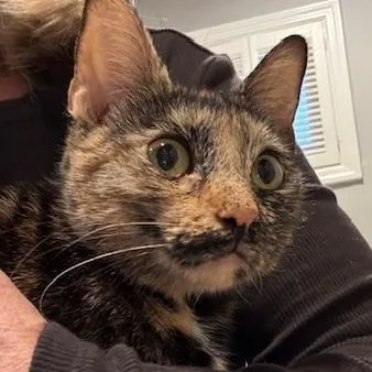 Velcro Venus thumbnail 2