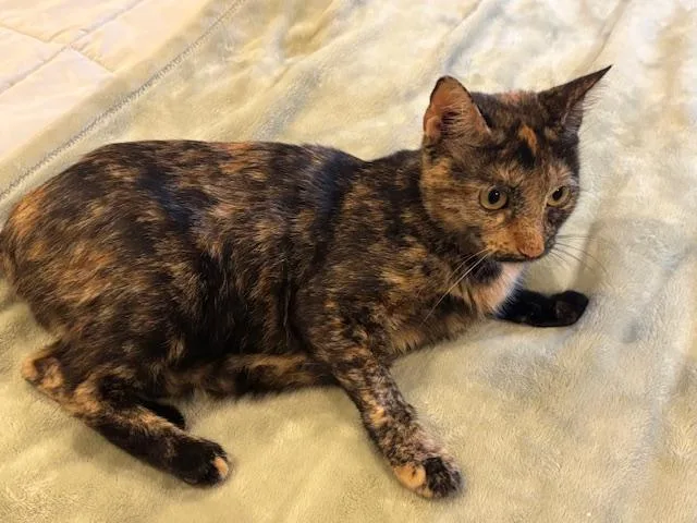 Velcro Venus thumbnail 3