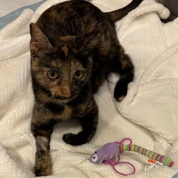 Velcro Venus thumbnail 4