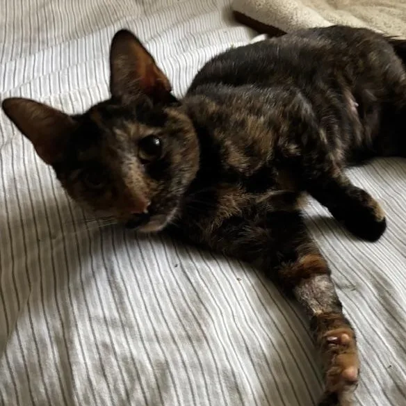 Velcro Venus thumbnail 5