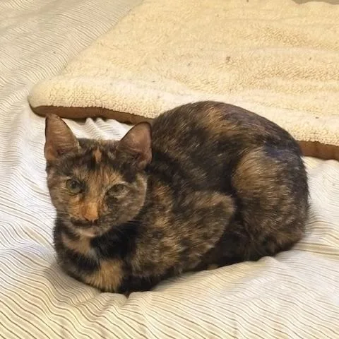 Velcro Venus thumbnail 6