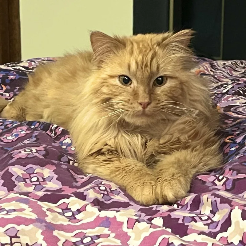 Chikfila thumbnail 2