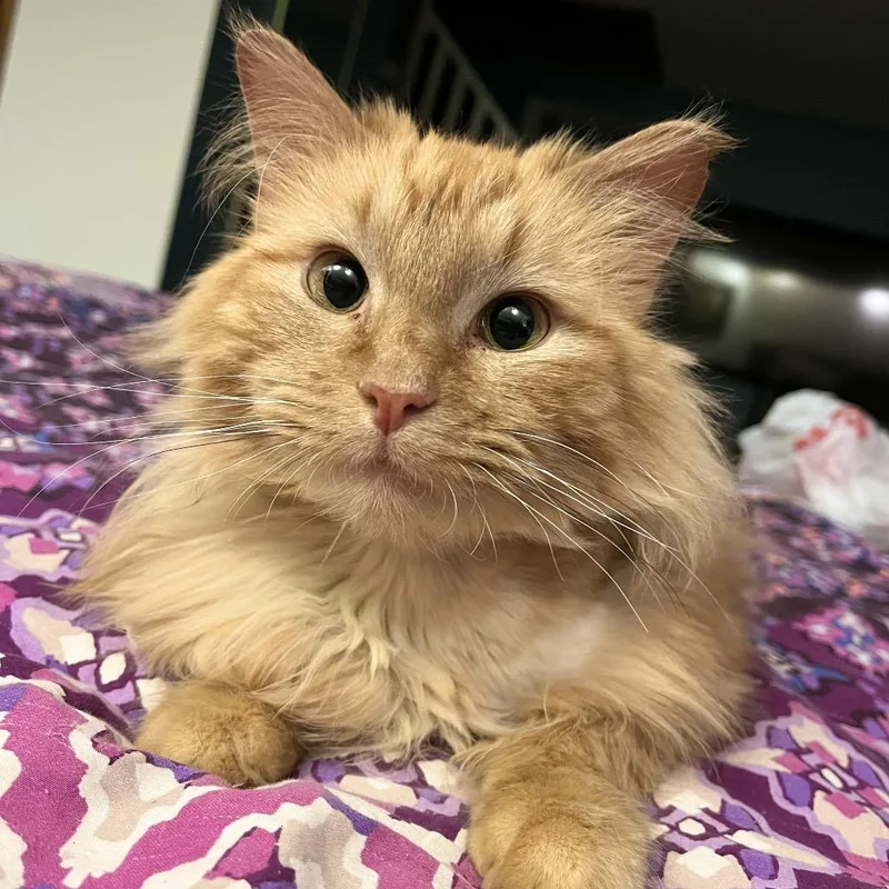 Chikfila thumbnail 3