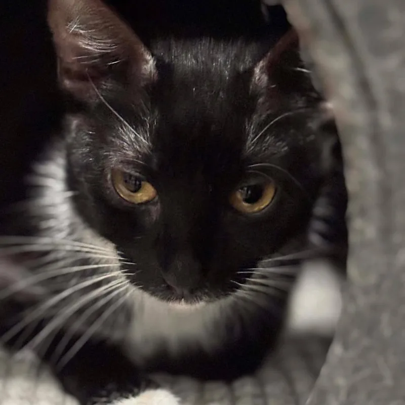 Giardiniera thumbnail 2