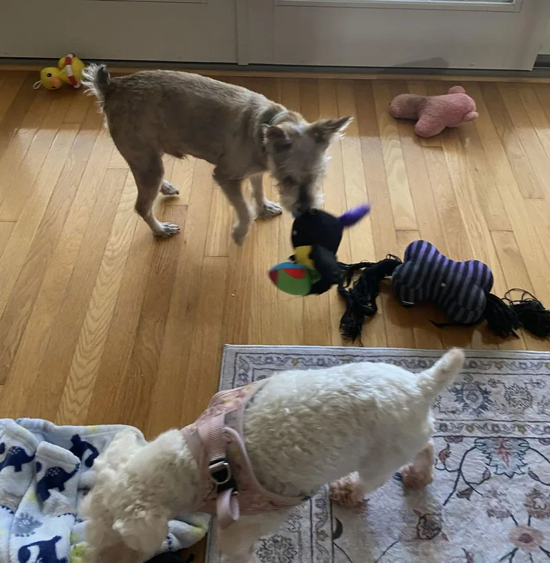 Ramenin South Carolina