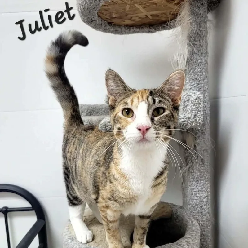 Juliet