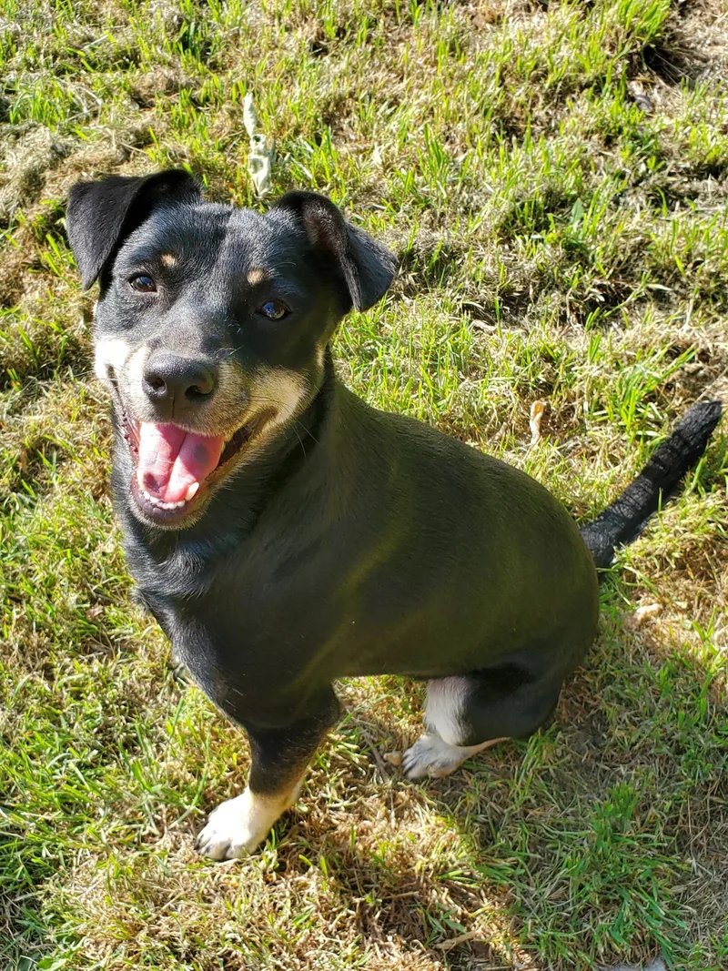 Ricochet thumbnail 4