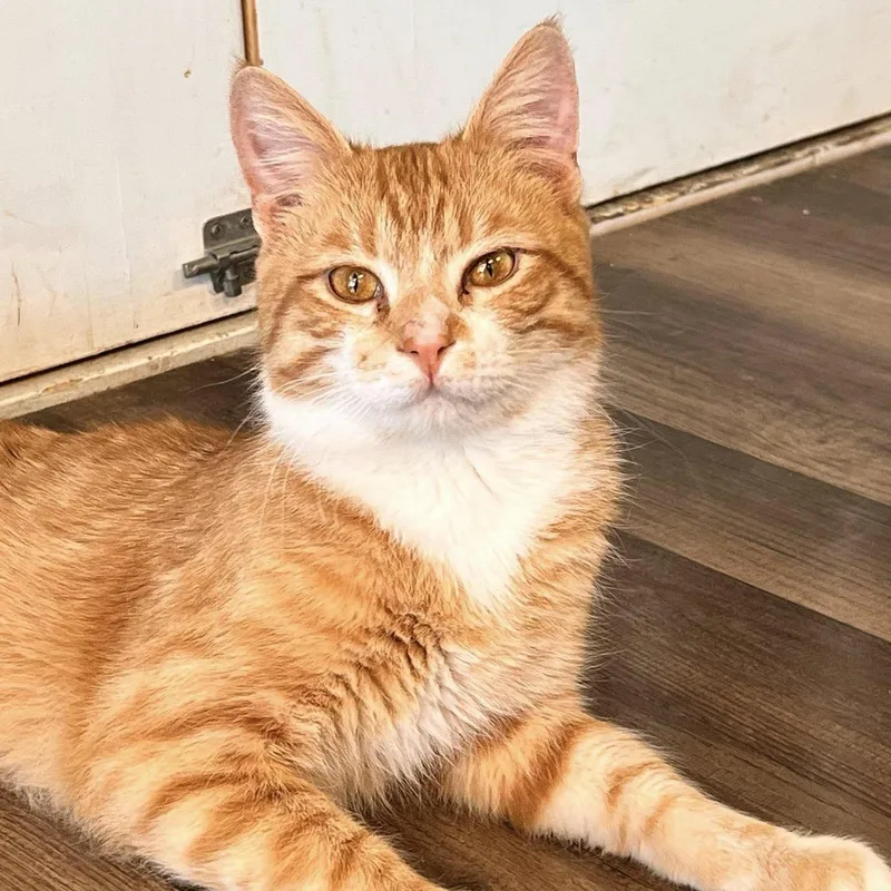 Gambit And Dandy thumbnail 2