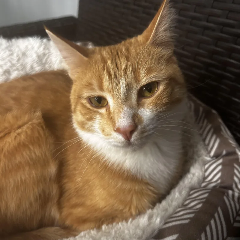 Gambit And Dandy thumbnail 3