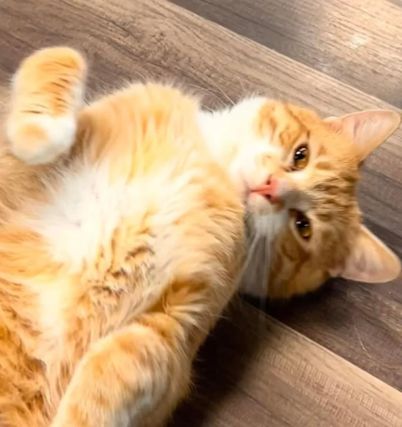 Gambit And Dandy thumbnail 4