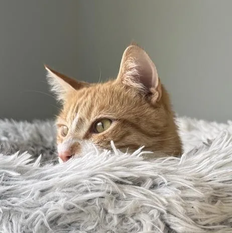 Gambit And Dandy thumbnail 5