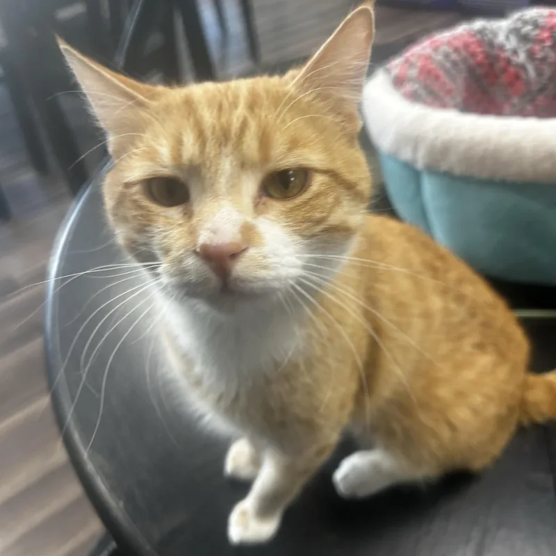 Gambit And Dandy thumbnail 6