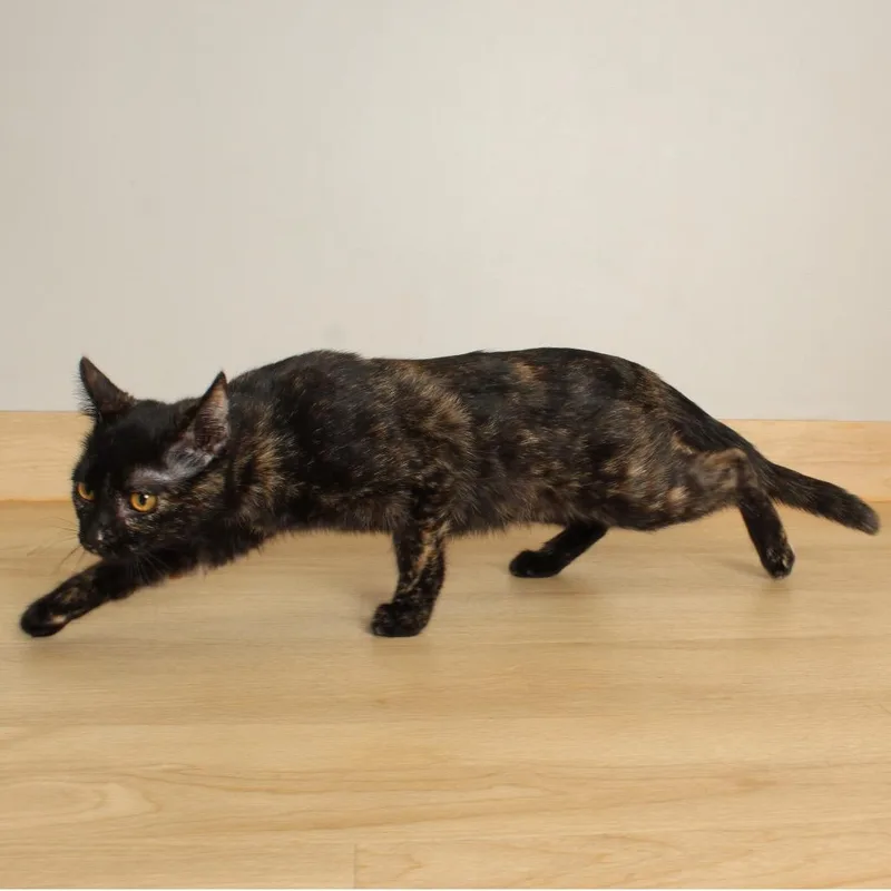 Paisley C thumbnail 2