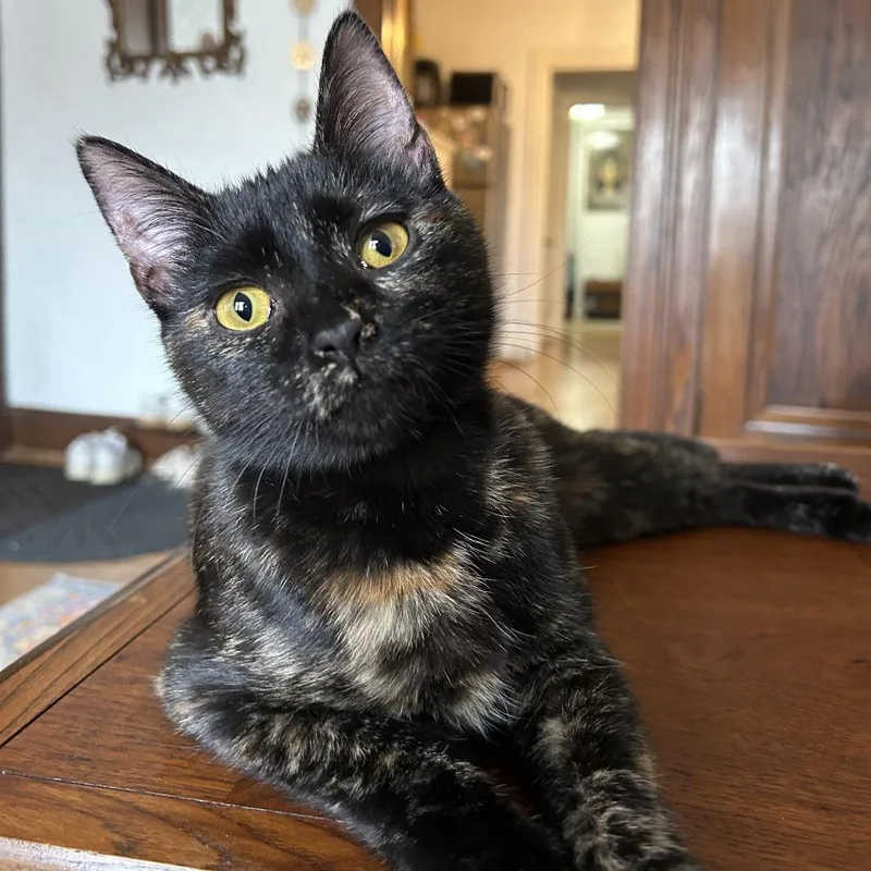 Paisley C thumbnail 3