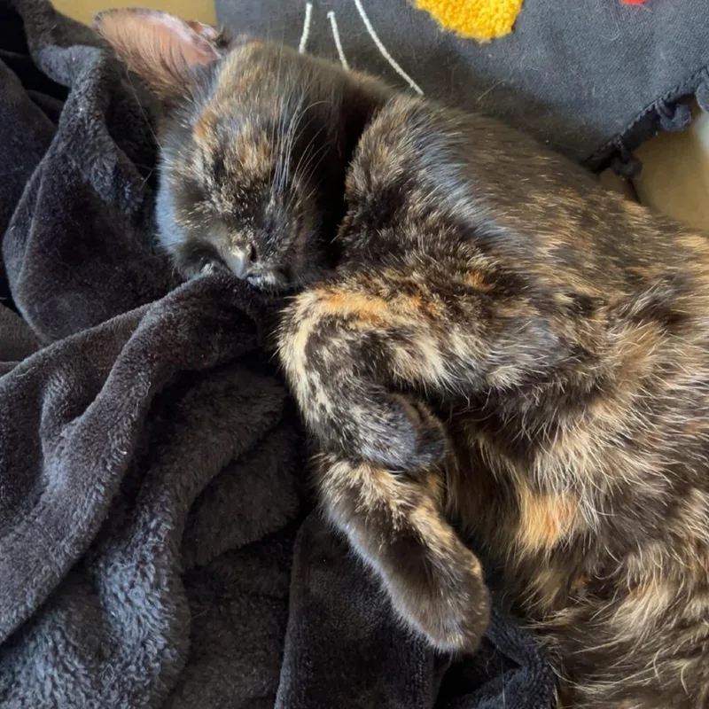 Paisley C thumbnail 4