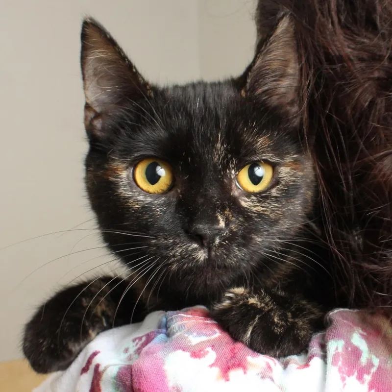 Paisley C thumbnail 5