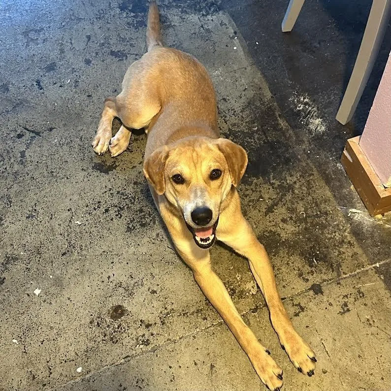 Michael Buble D thumbnail 2