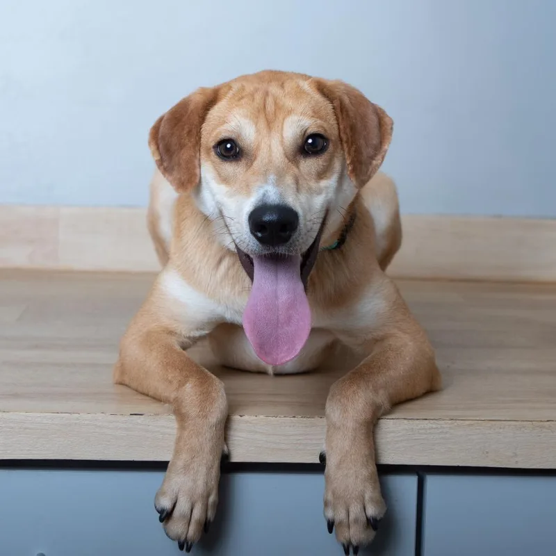 Michael Buble D thumbnail 3