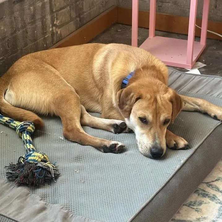 Michael Buble D thumbnail 4