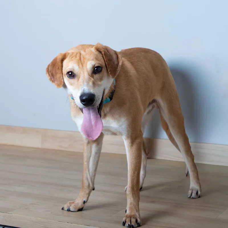 Michael Buble D thumbnail 5