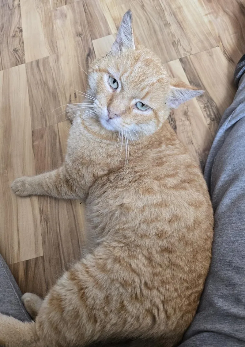 Cinnamon Indoor Only thumbnail 2