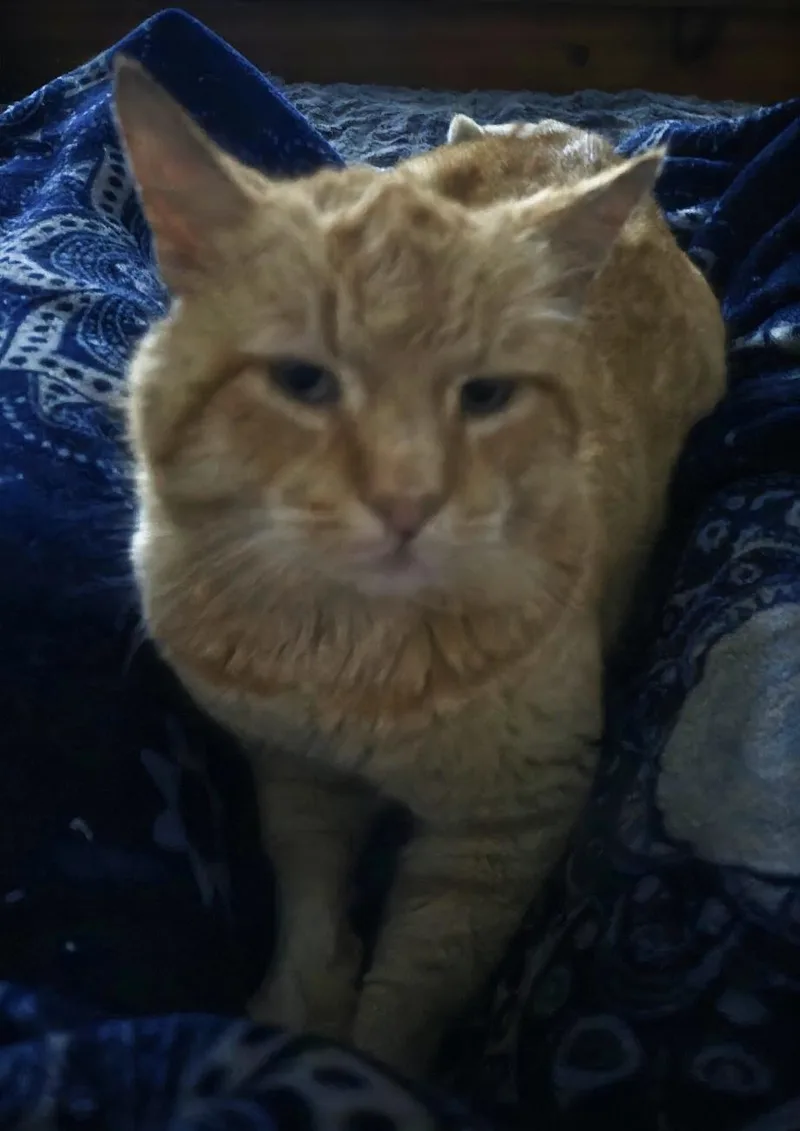 Cinnamon Indoor Only thumbnail 3