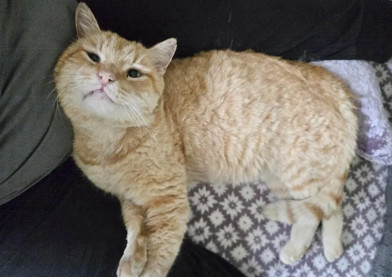 Cinnamon Indoor Only