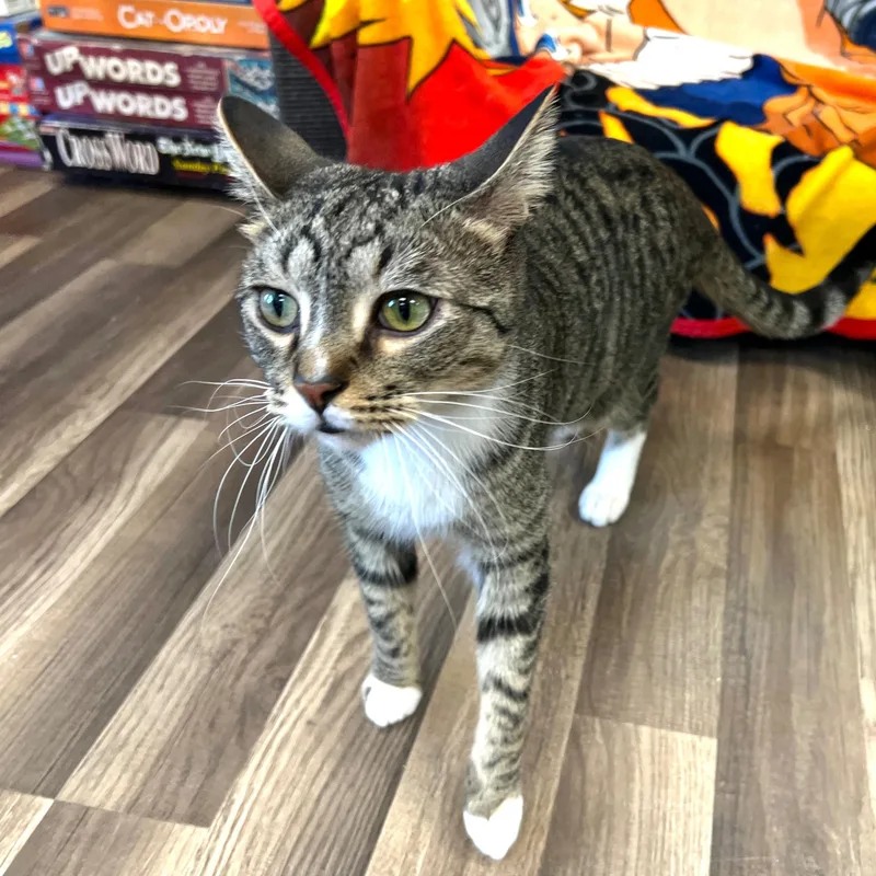 Dandy And Gambit thumbnail 2