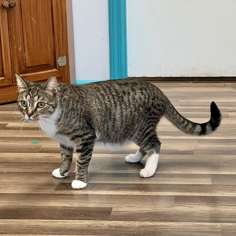 Dandy And Gambit thumbnail 3