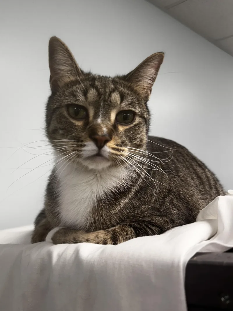 Dandy And Gambit thumbnail 4