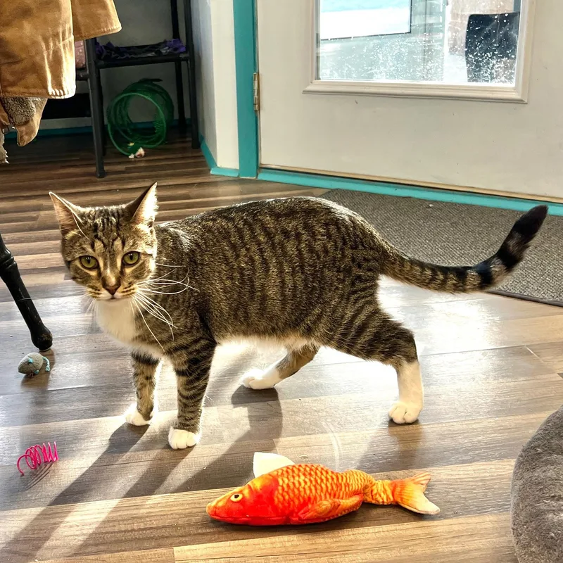 Dandy And Gambit thumbnail 5