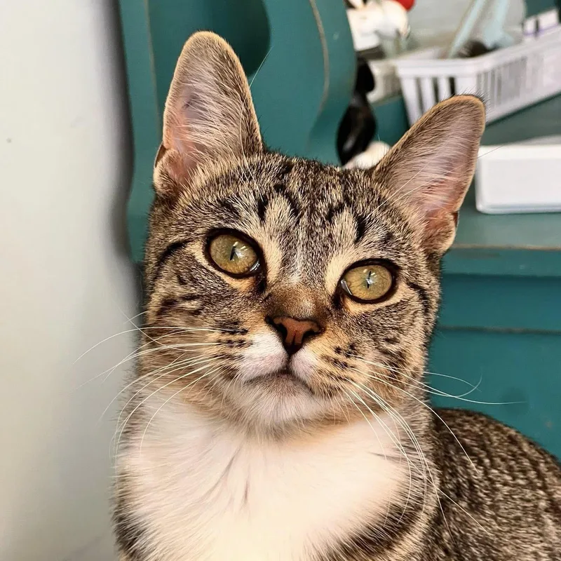 Dandy And Gambit thumbnail 6