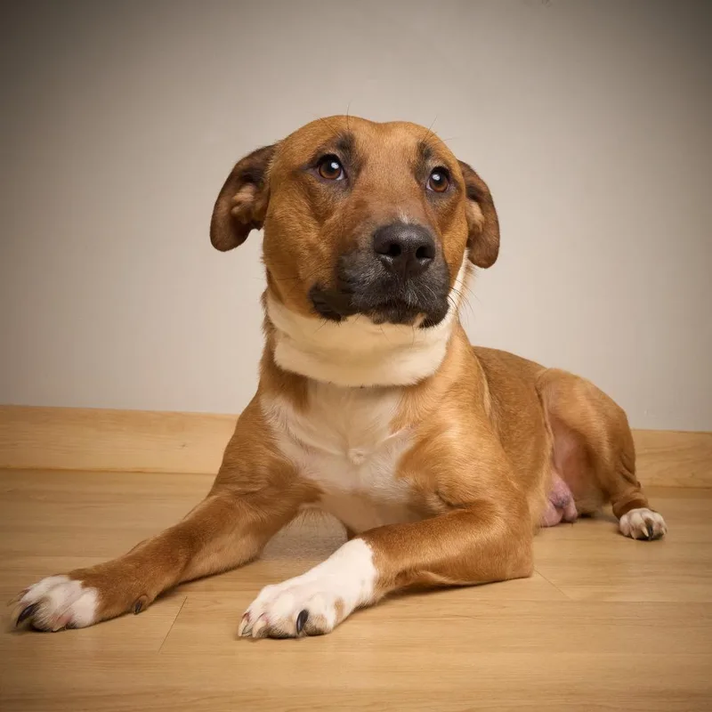 Valentine D thumbnail 2