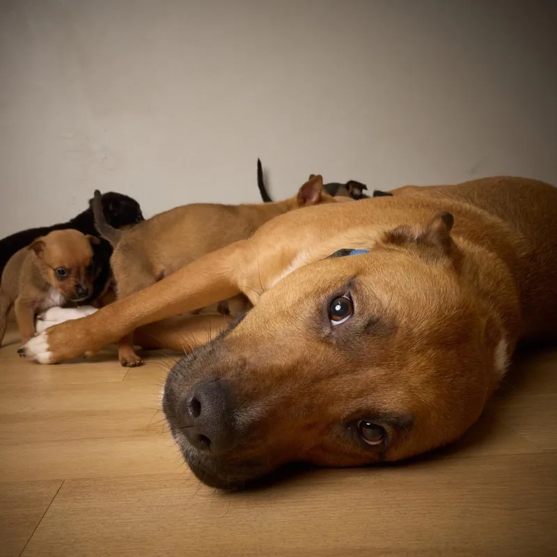 Valentine D thumbnail 3