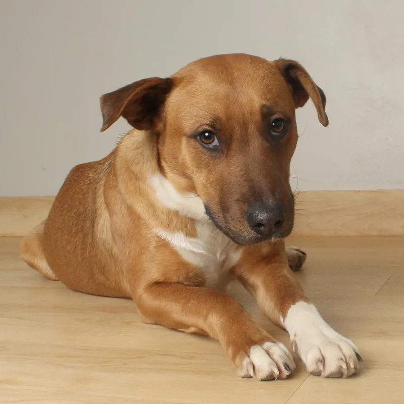 Valentine D thumbnail 4