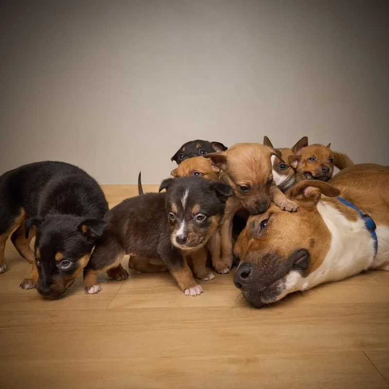 Valentine D thumbnail 5