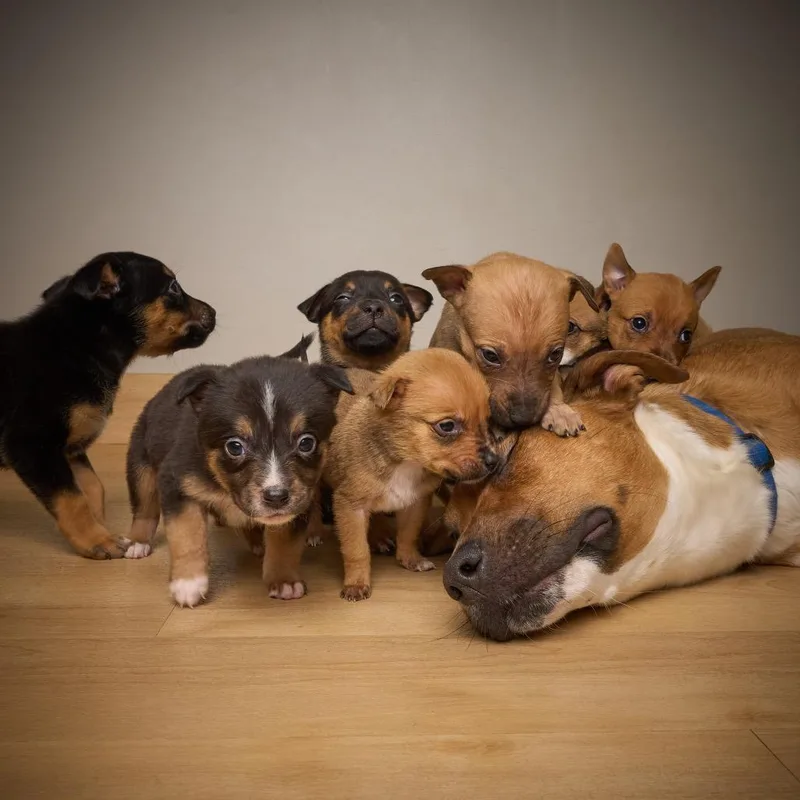 Valentine D thumbnail 6