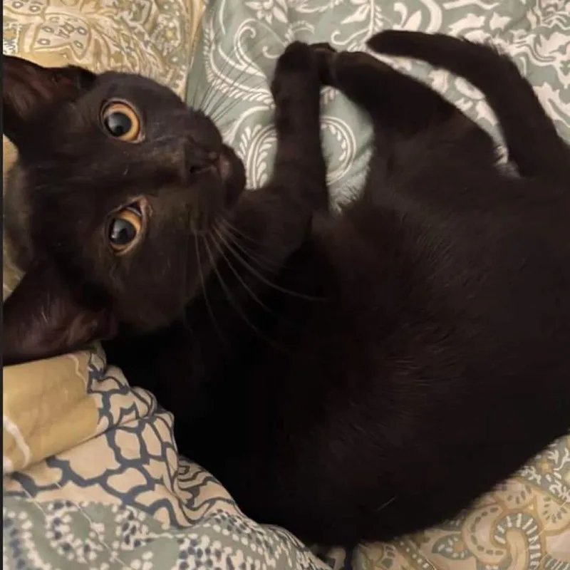 Emeraldcookie thumbnail 2