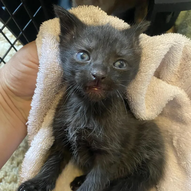 Emeraldcookie thumbnail 3