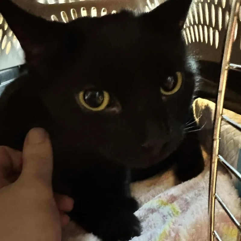 Emeraldcookie thumbnail 4