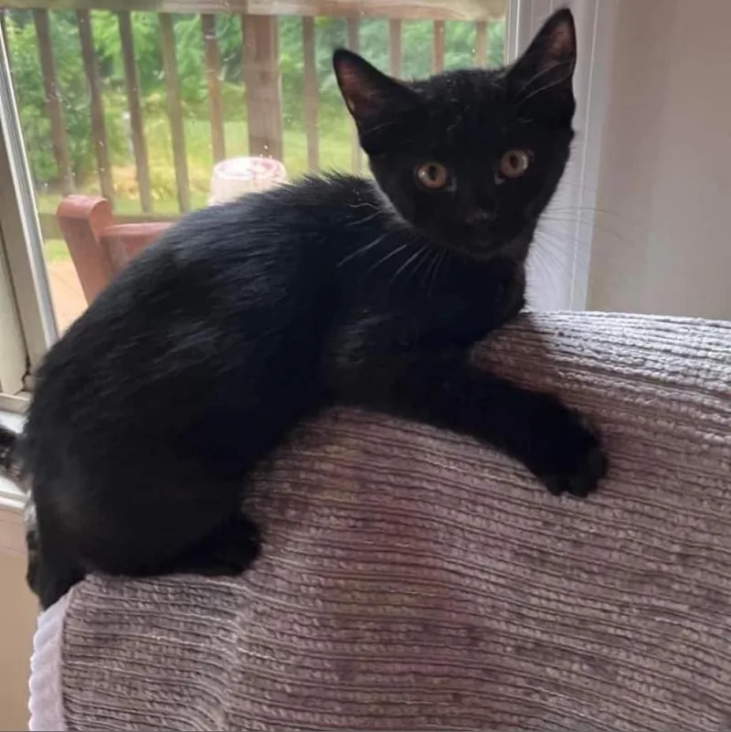 Emeraldcookie thumbnail 5