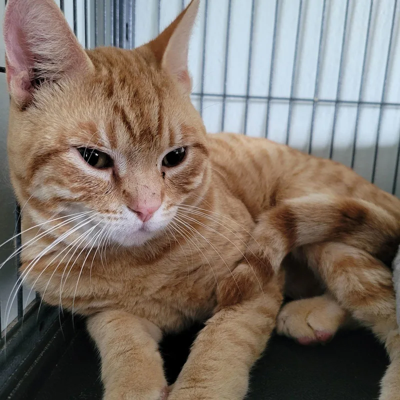 Mayor Meowington thumbnail 3