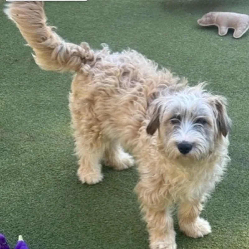 Portland thumbnail 4