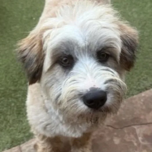 Portland thumbnail 5