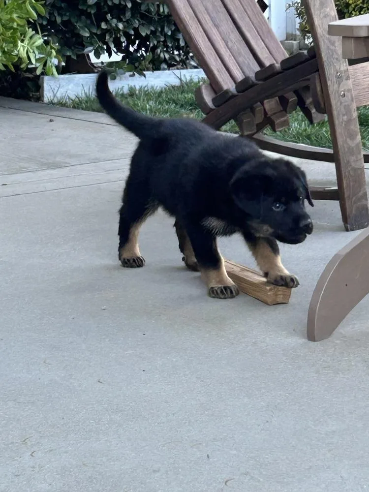 Carlee Aka Pink Flower