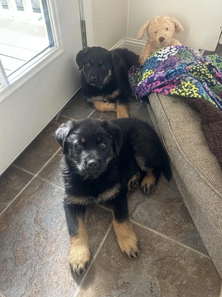 Carlee Aka Pink Flower thumbnail 2