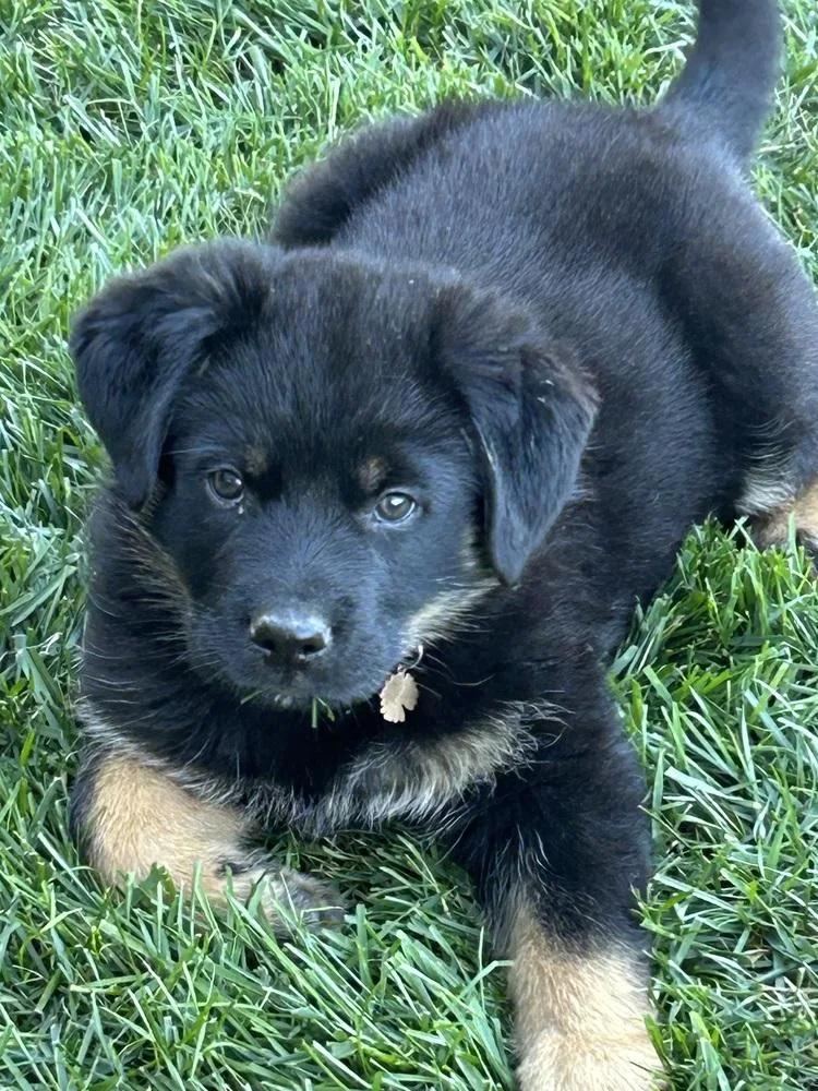 Carlee Aka Pink Flower thumbnail 3